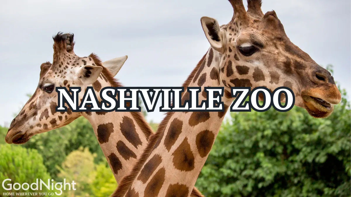 This lively exterior image features giraffes amidst lush greenery, capturing the fun and educational atmosphere of the Nashville Zoo, a highly recommended family outing within a short drive of the property.
